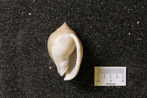 Semicassis sp.