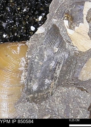 Limopsis striatopunctatus
