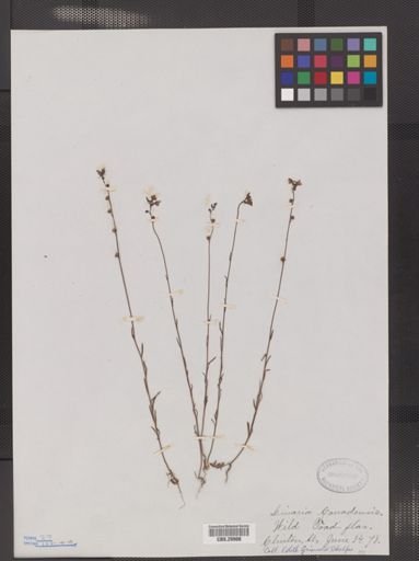 Linaria canadensis