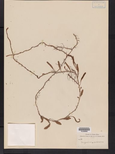Polypodium