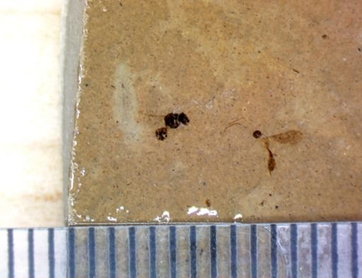 undet. Hymenoptera
