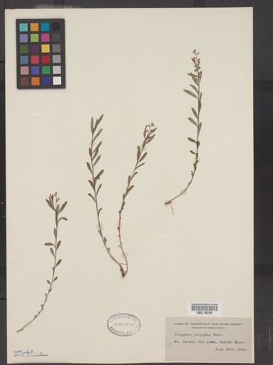 Polygala polygama