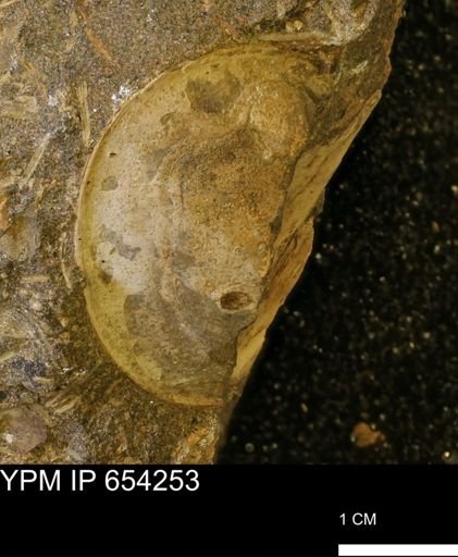Mollusca