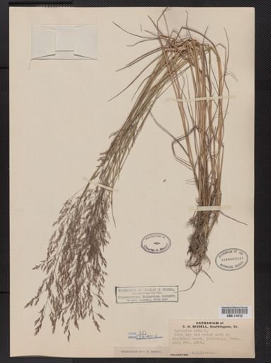 Agrostis alba