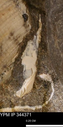 undet. Bivalvia