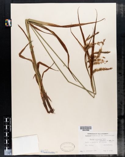 Carex crinita