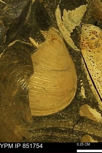 Limopsis striatopunctatus