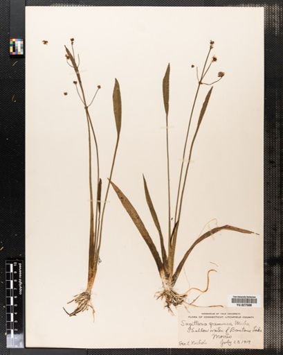 Sagittaria graminea