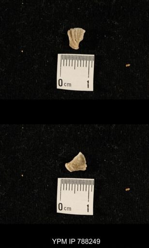 undet. Brachiopoda