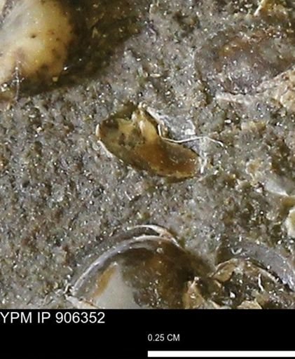 undet. Bivalvia