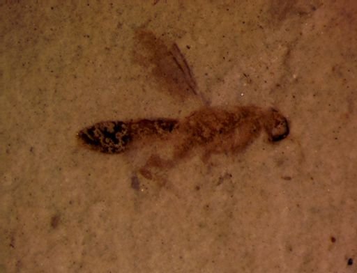 Hymenoptera?