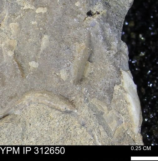 undet. Mollusca