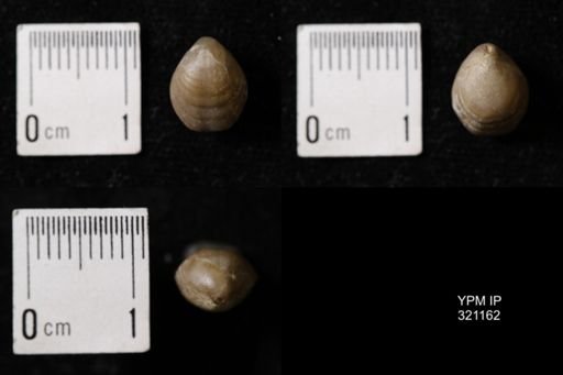 Dielasma sp.