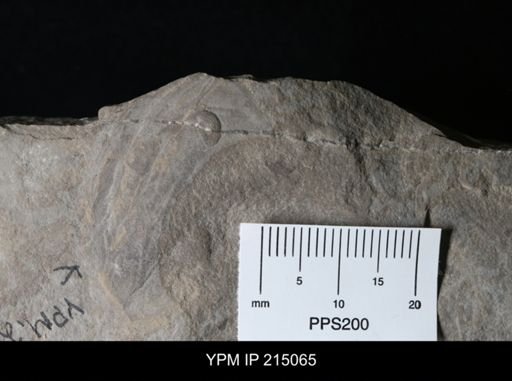 Eurypterus remipes