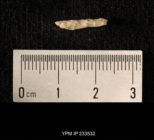 Archaeocidaris sp.