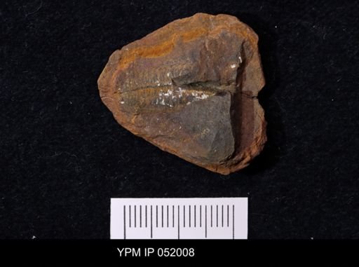 Anthracaris gracilis