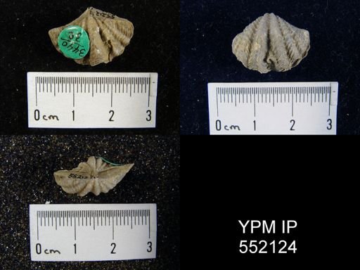Megakozlowskiella perlamellosa
