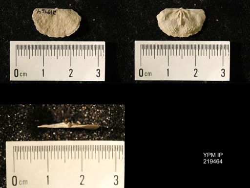 Chonetes granulifer