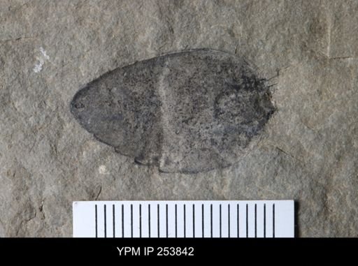 Dolichopterus macrocheirus