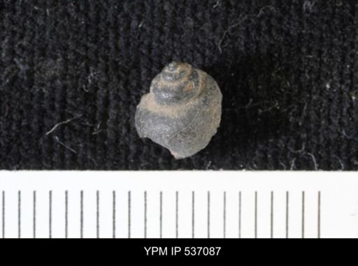 Viviparus montanaensis