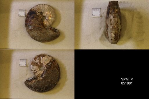 Hoploscaphites nicolletii