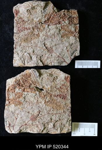 undet. Graptolithina