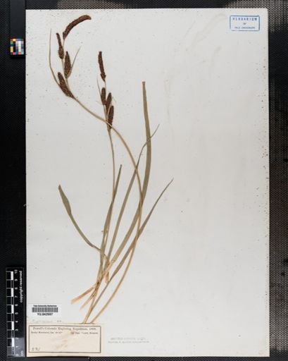 Carex