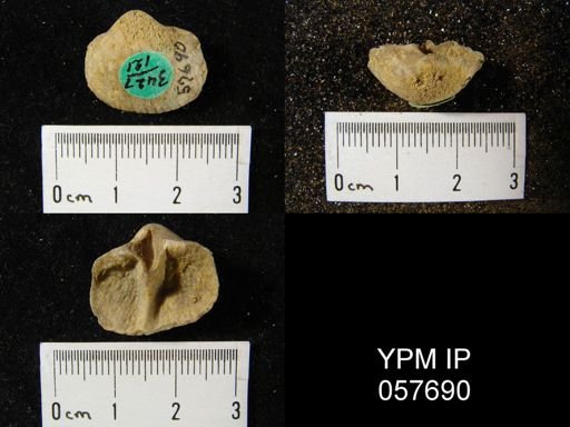 Gypidula multicostata