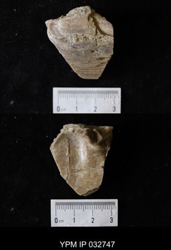 Plesielliptio postbiplicatus