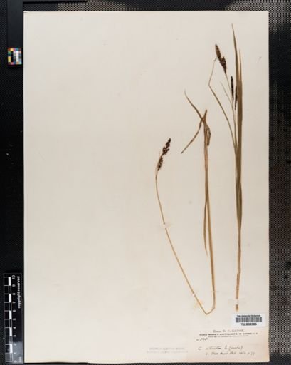 Carex