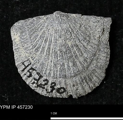 Stropheodonta erratica fissicosta