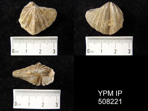 Spirifer cf. musakheylensis