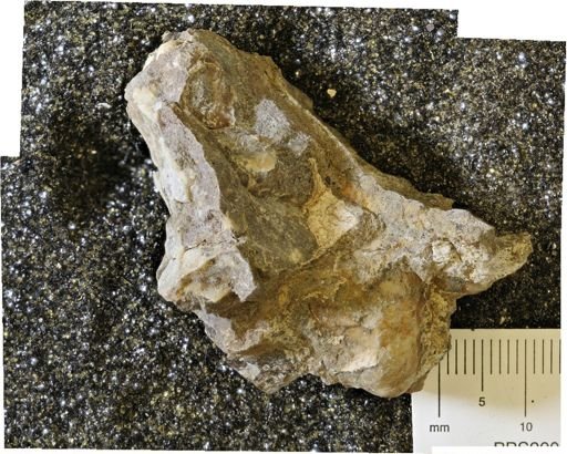 undet. Bivalvia