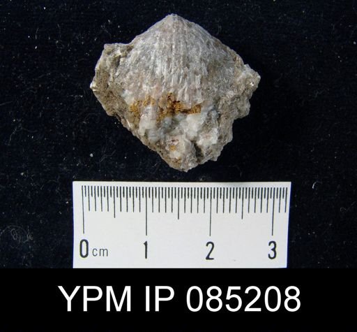 Atrypa reticularis