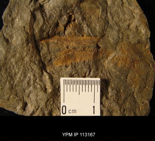 undet. Rhombifera