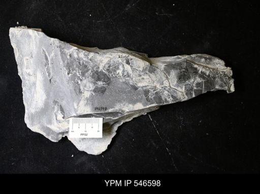 undet. Eurypterida