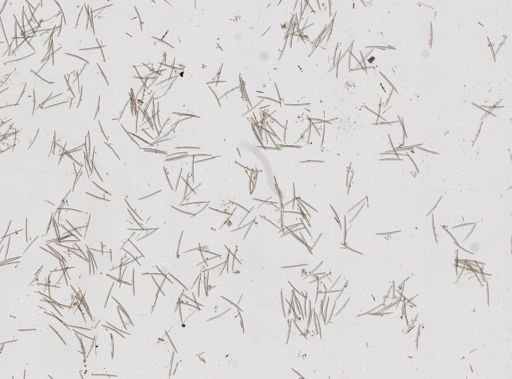 Haliclonidae