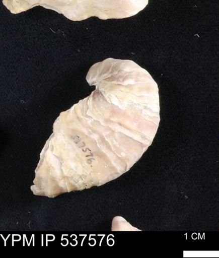Gryphaea mucronata