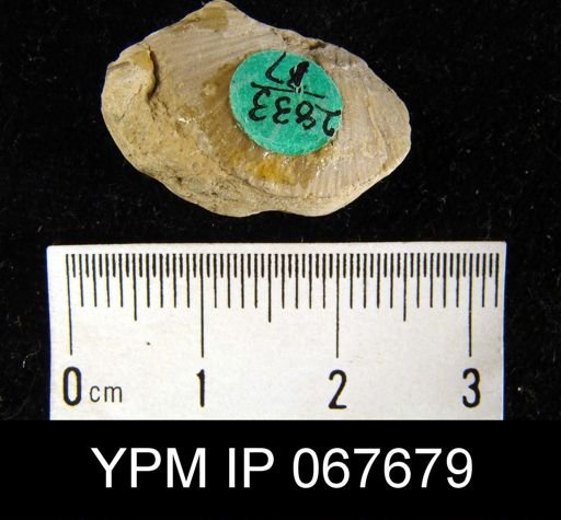 Strophonella punctulifera