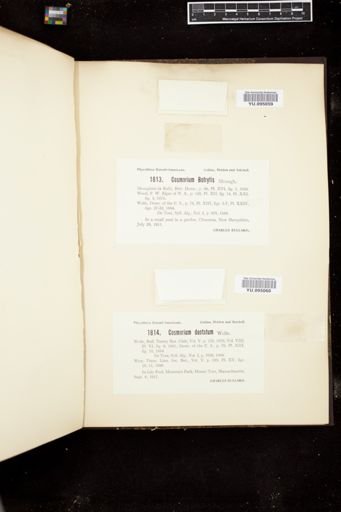 Cosmarium botrytis