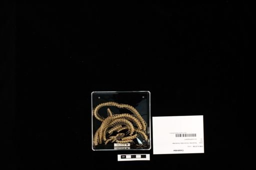 Colubridae