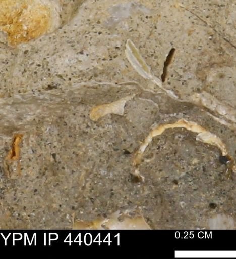 undet. Bivalvia