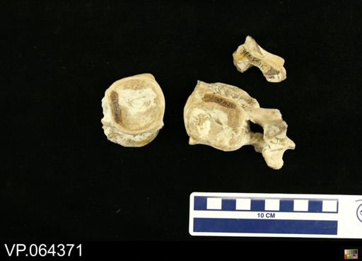 undet. Plesiosauridae
