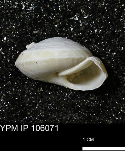 Poecilozonites bermudensis zonatus