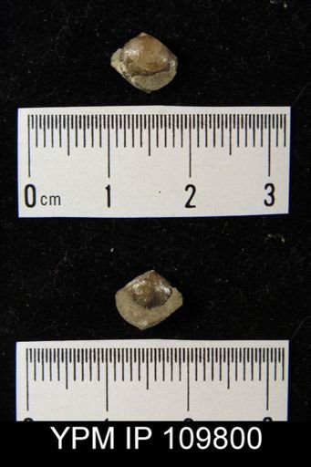 Lissatrypa atheroidea