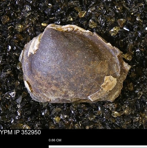 Limopsis striatopunctatus