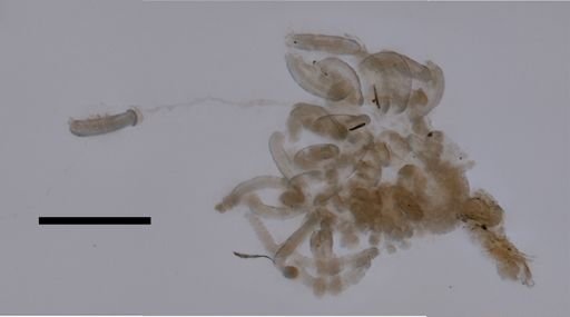 Lensia conoidea