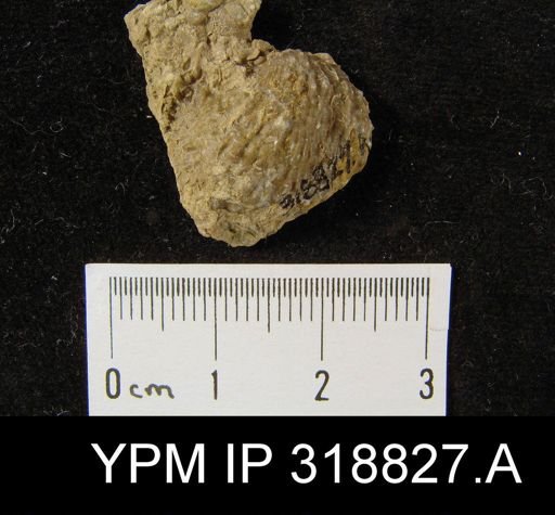 Pustula nebrascensis