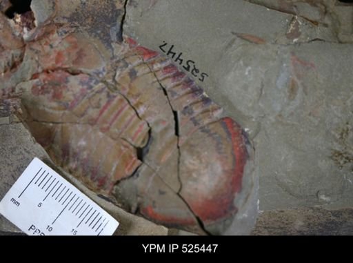 Asaphellus?