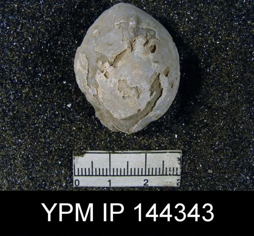Oldhamina decipiens